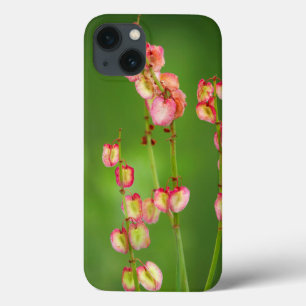 Paper Hearts (Rumex Woodii), Ukhahlamba iPhone 13 Case