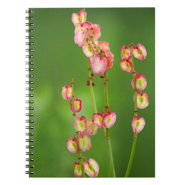 Paper Hearts (Rumex Woodii), Ukhahlamba Spiral Notebook (Front)