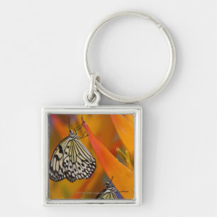 Paper Kite Butterflies (Idea leuconoe) on flower Key Ring