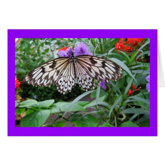 Paper Kite Butterfly (Front Horizontal)