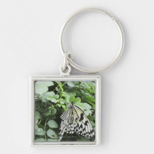 Paper Kite Butterfly (Idea leuconoe) on vine, Key Ring