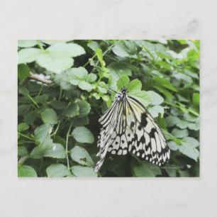 Paper Kite Butterfly (Idea leuconoe) on vine, Postcard