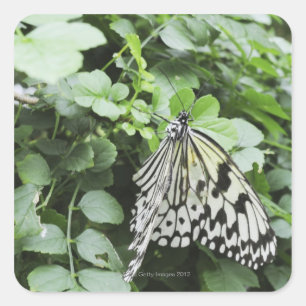Paper Kite Butterfly (Idea leuconoe) on vine, Square Sticker