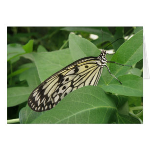 Paper Kite Butterfly Macro Greeting Card