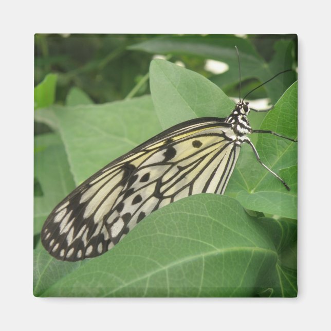 Paper Kite Butterfly Macro Magnet (Front)