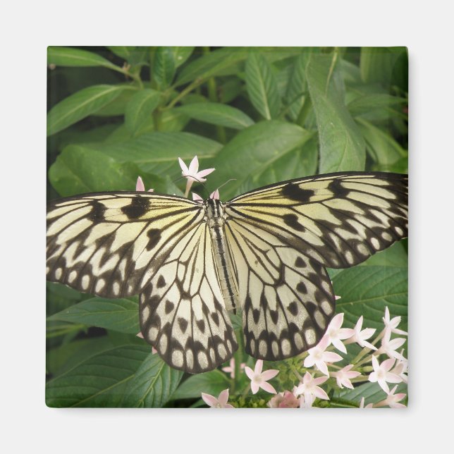 Paper Kite Butterfly Magnet (Front)