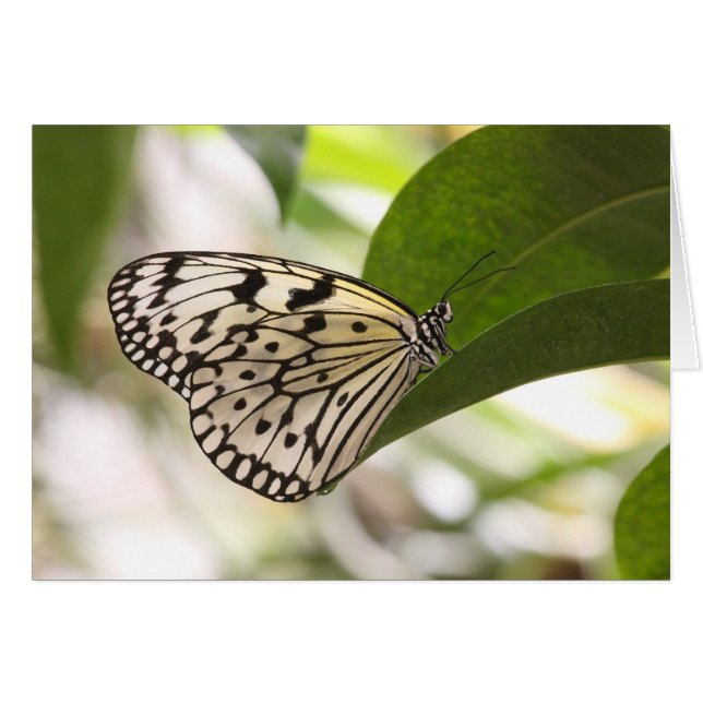 Paper Kite butterfly on a green leaf (Front Horizontal)