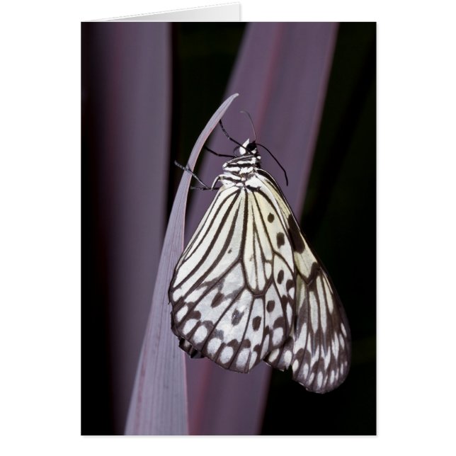 Paper Kite butterfly on purple (Front)