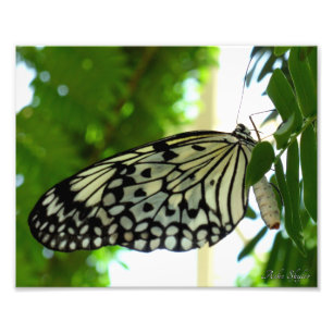 Paper Kite Butterfly Photo Print