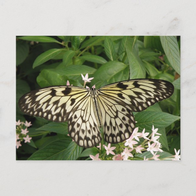 Paper Kite Butterfly Postcard (Front)