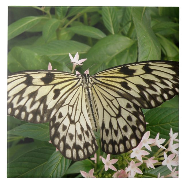 Paper Kite Butterfly Tile (Front)