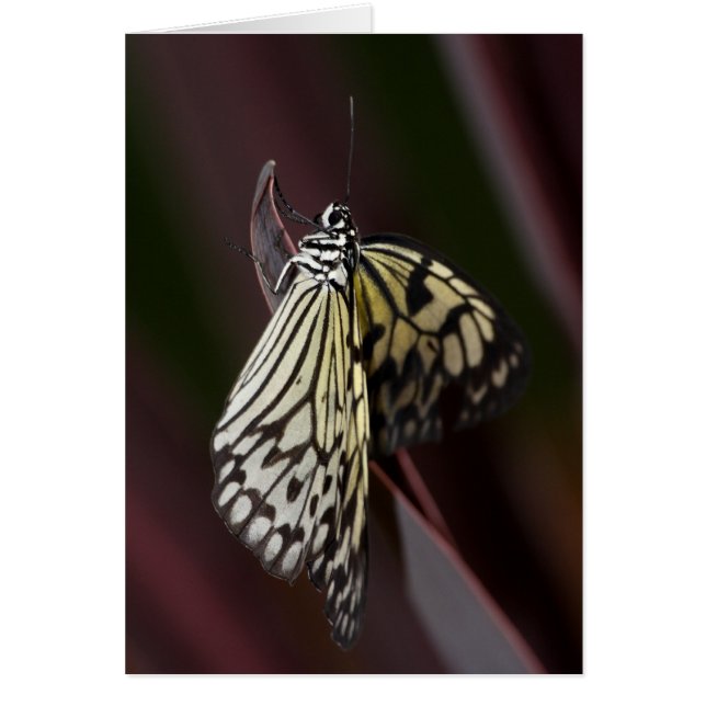 Paper kite in purple (Front)