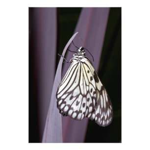 Paper Kite on purple agave Photo Print