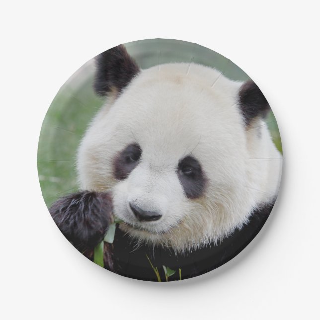 Paper plane Photo giant panda 0309. Paper Plate (Front)