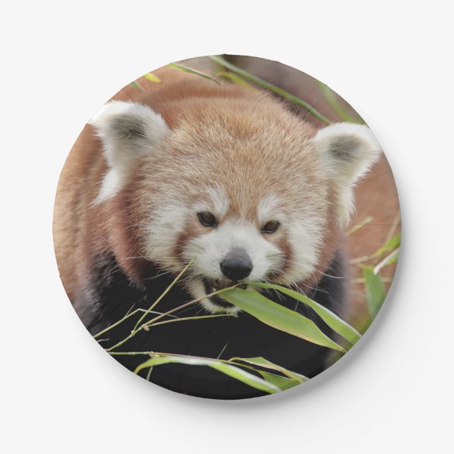 Paper plane Photo red panda 0469. Plate (Front)