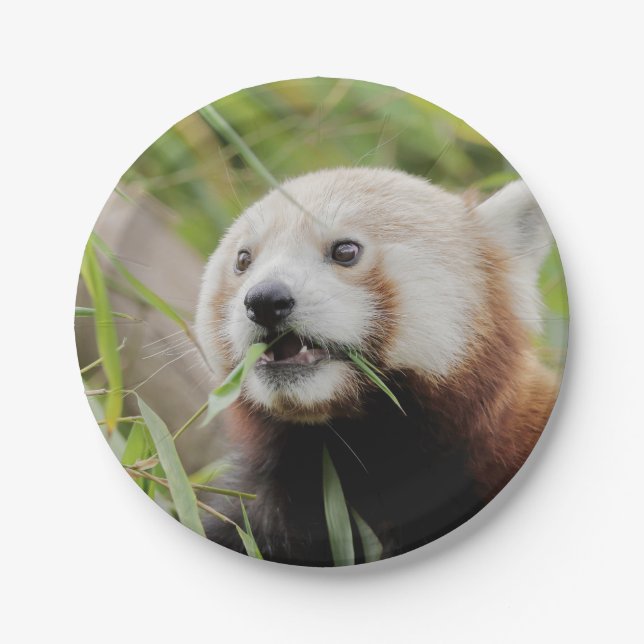 Paper plane Photo red panda 0470. Plate (Front)