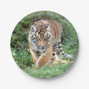 Paper Plane. Photo tiger 05. Paper Plate