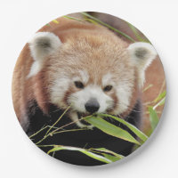 Paper plate photo red panda. Panda roux. Animals.