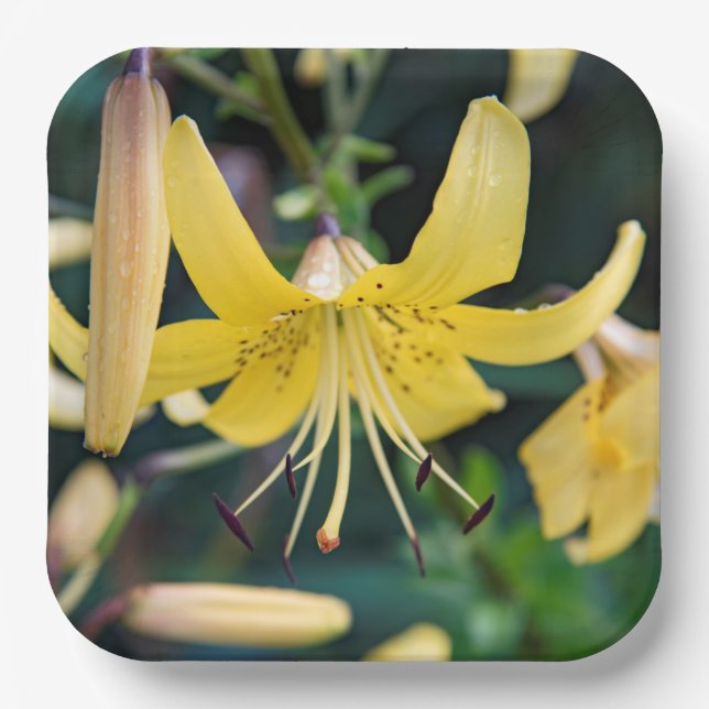 Paper Plates (Front)