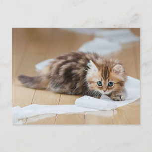 Paper roll kitten postcard