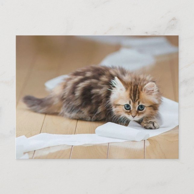 Paper roll kitten postcard (Front)