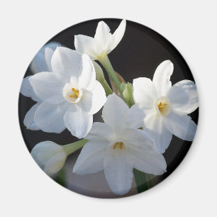 Paper Whites Flowers Magnet