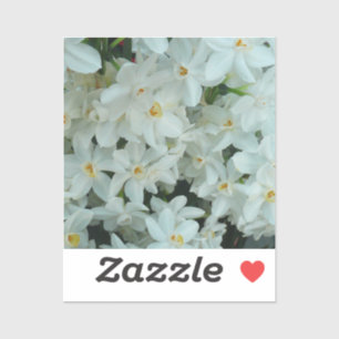 Paperwhite Narcissus Delicate White Flowers