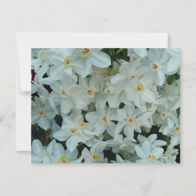 Paperwhite Narcissus Delicate White Flowers Card (Front)