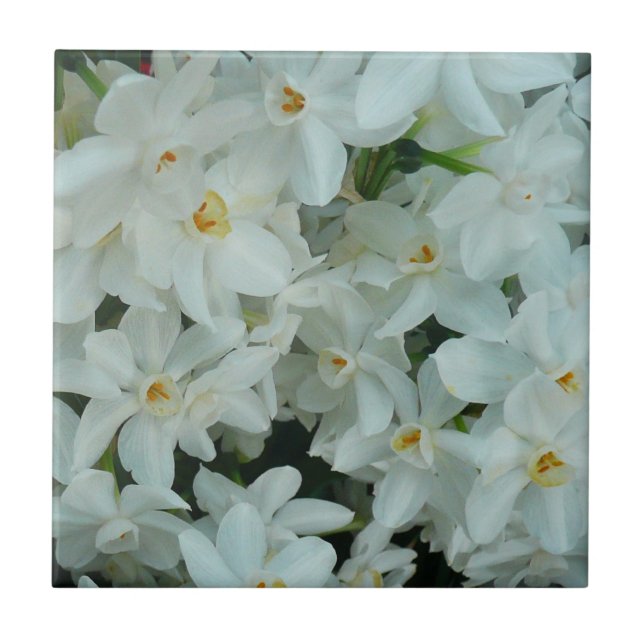 Paperwhite Narcissus Delicate White Flowers Tile (Front)