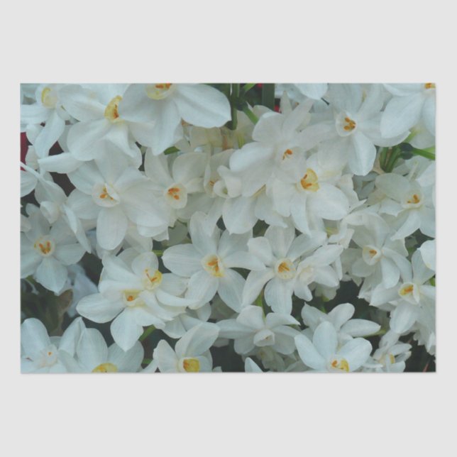 Paperwhite Narcissus Delicate White Flowers Tissue Paper (Front)