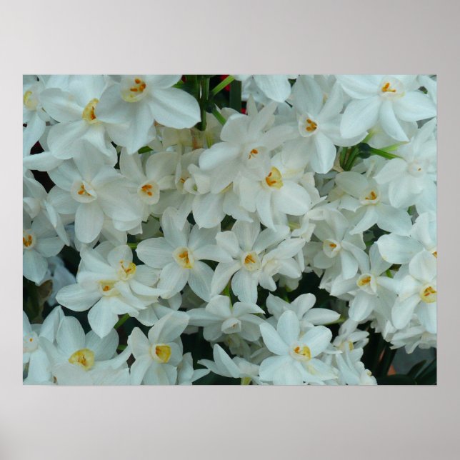 Paperwhite Narcissus Print (Front)