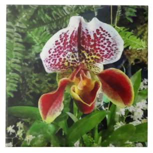 Paph Fiordland Sunset Orchid Tile