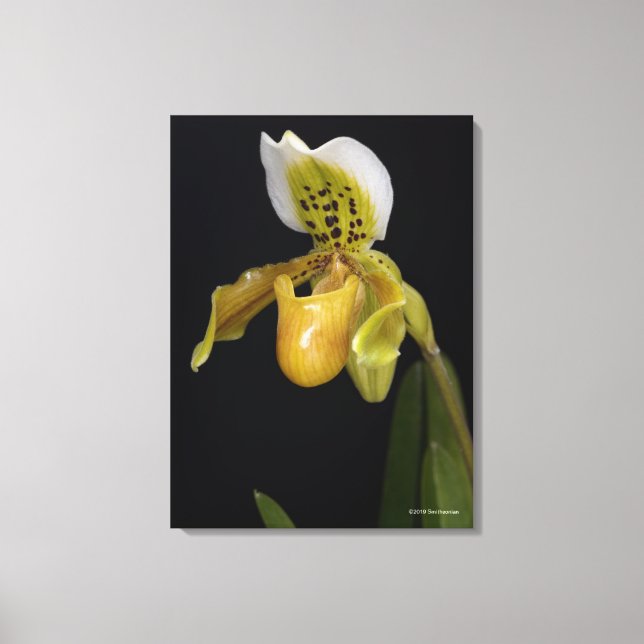 Paphiopedilum Exul Canvas Print (Front)