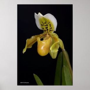 Paphiopedilum Exul Poster