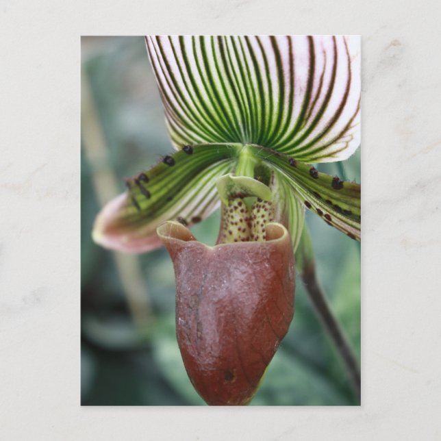 Paphiopedilum lady slipper orchid flower postcard (Front)