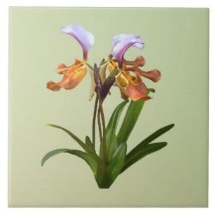 Paphiopedilum Orchids Intertwined Tile