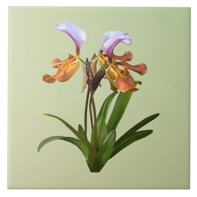 Paphiopedilum Orchids Intertwined Tile (Front)