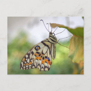 Papilio demoleus postcard