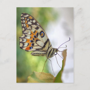 Papilio demoleus postcard