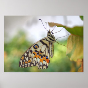 Papilio demoleus poster