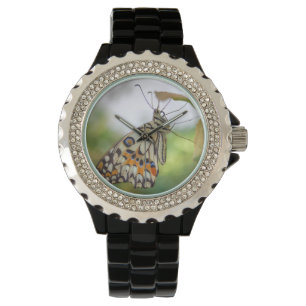 Papilio demoleus watch