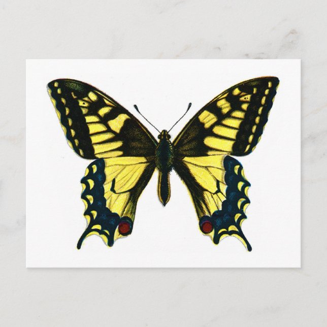 Papilio machaon postcard (Front)