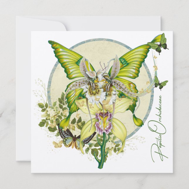 Papilio Orchidaceae (Front)