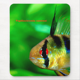 Papiliochromis ramireziのマウスパッド mouse pad