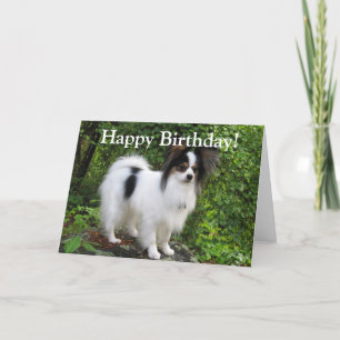 Papillon Birthday or Greeting Card