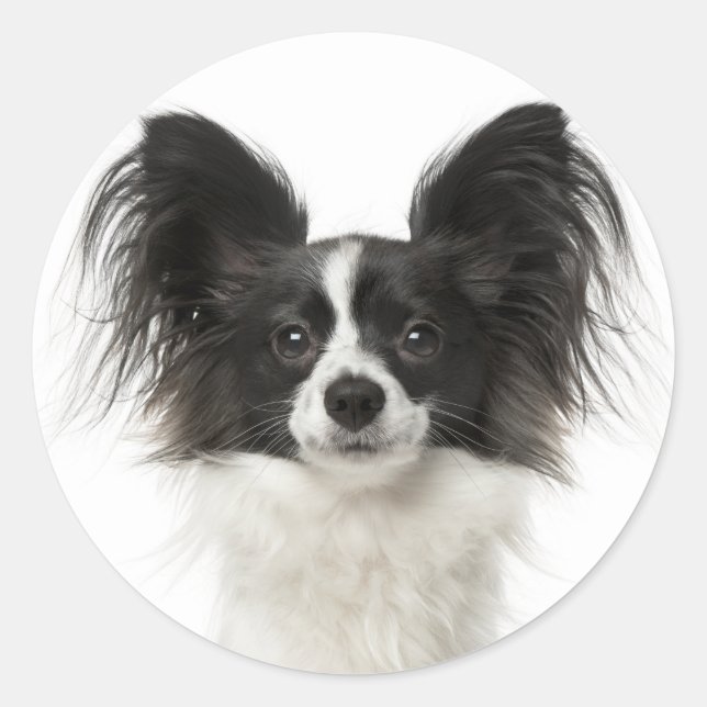 Papillon Black And White Puppy Dog - Love Puppies Classic Round Sticker (Front)
