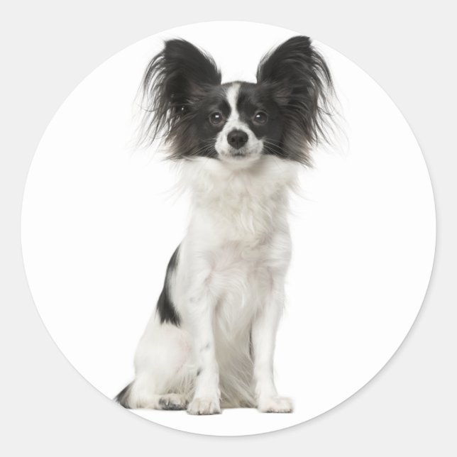 Papillon Black And White Puppy Dog - Love Puppies Classic Round Sticker (Front)