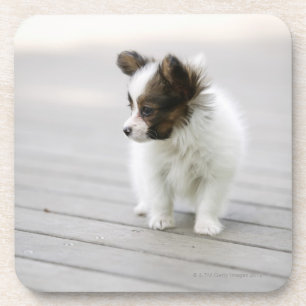 Papillon Coaster