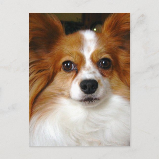 Papillon Dog Postcard (Front)