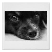 papillon face